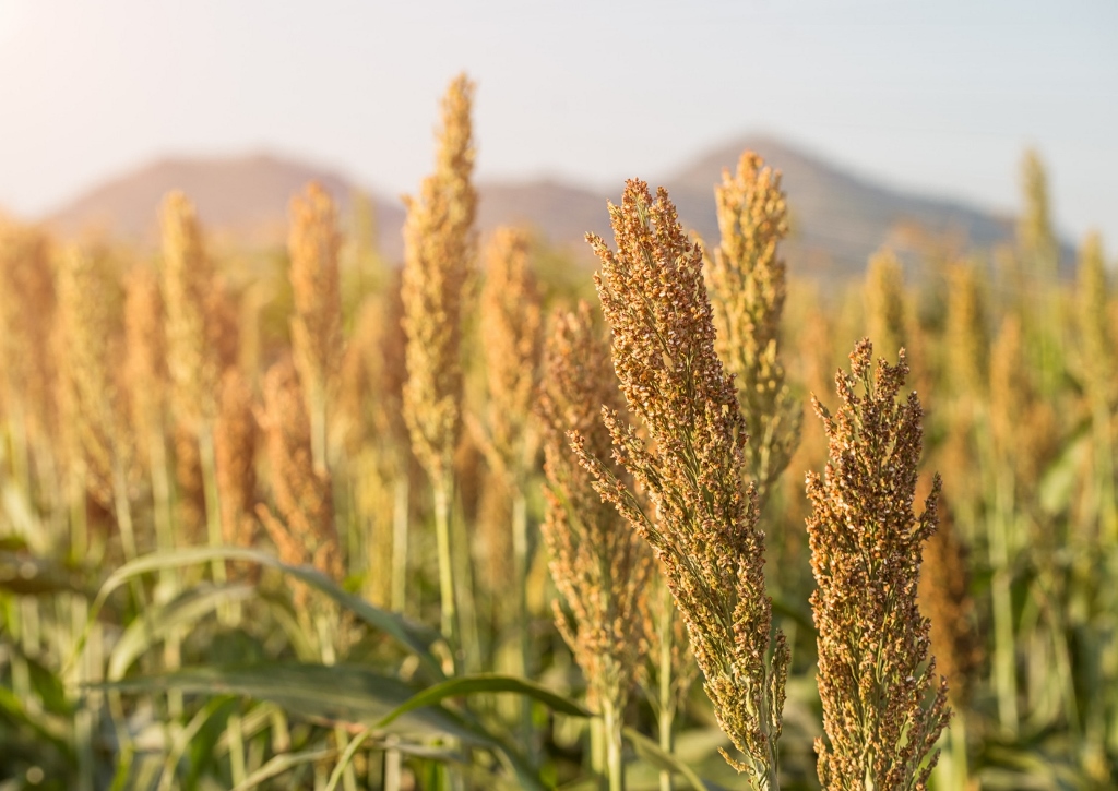 Hirse, Sorghumhirse, Sorghum, Sorghumfeld, Sorghum bicolor