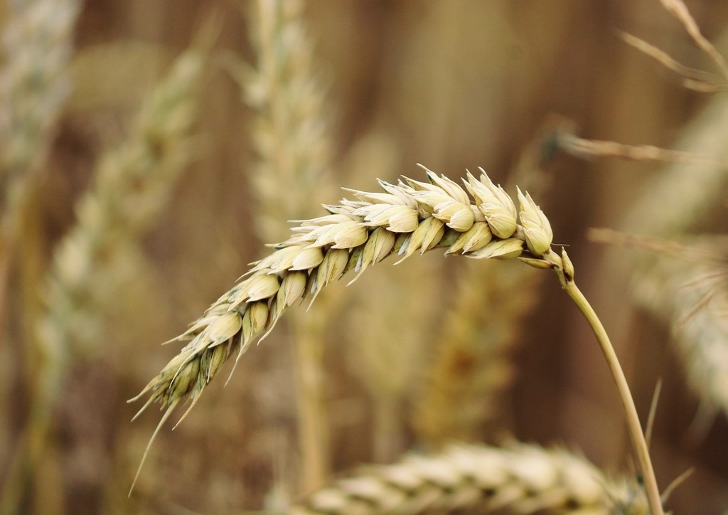 Weizen, Triticum