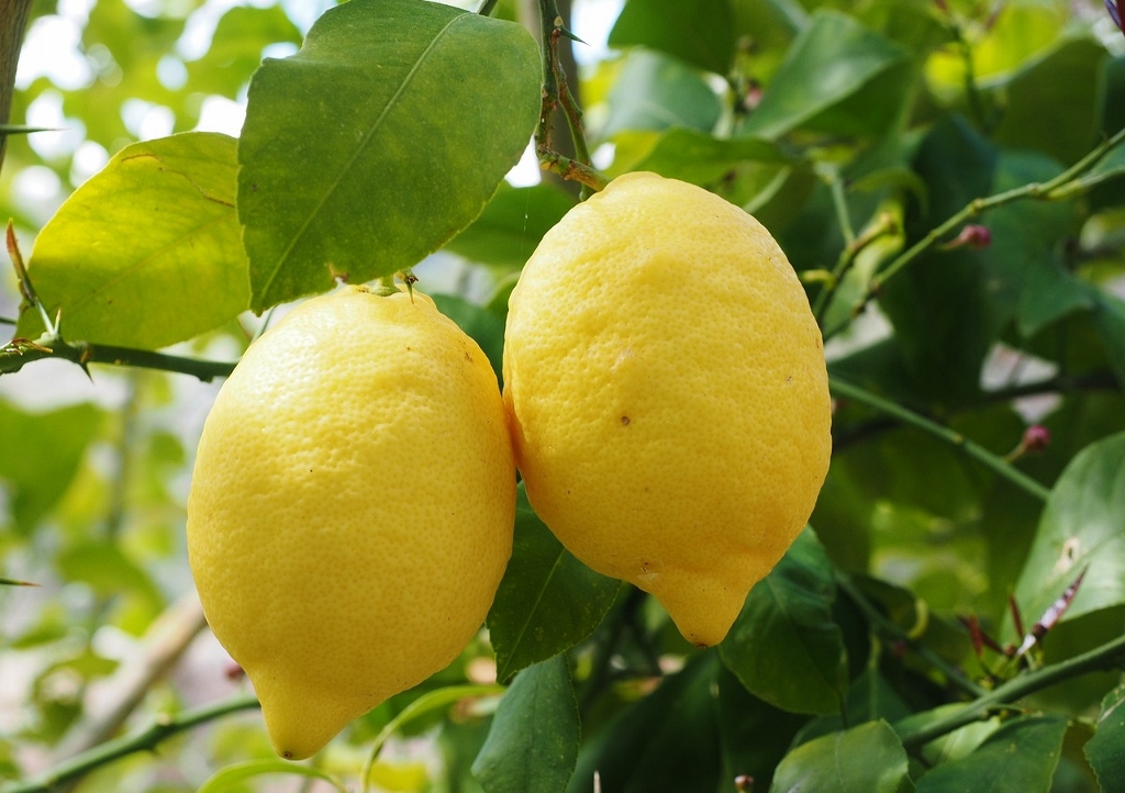 Zitrone, Zitronenbaum, Citrus x limon