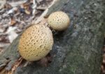 Hartbovist