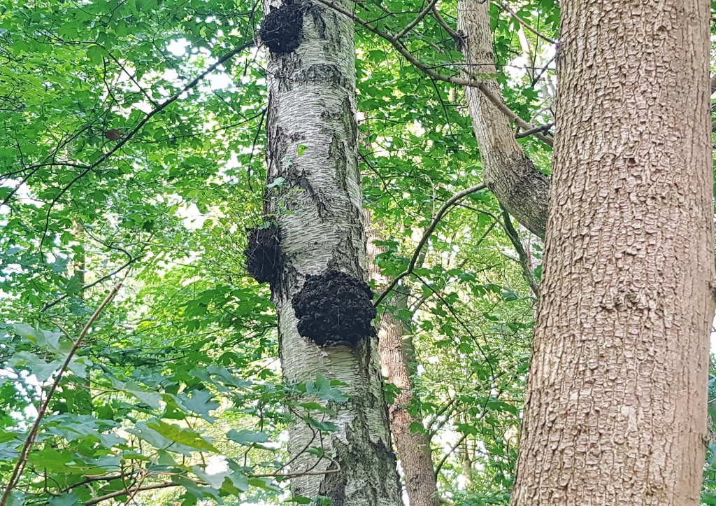Chaga Pilz an Birkenstamm