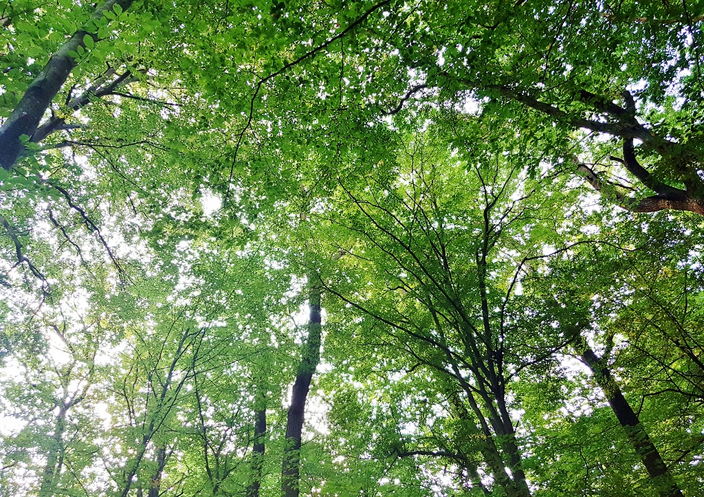 EU-Renaturierungsgesetz, Klimabäume, Waldbestand