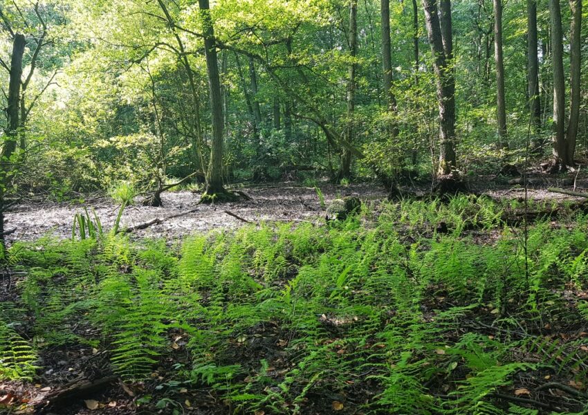 Eppendorfer Moor, Naturschutzgebiet
