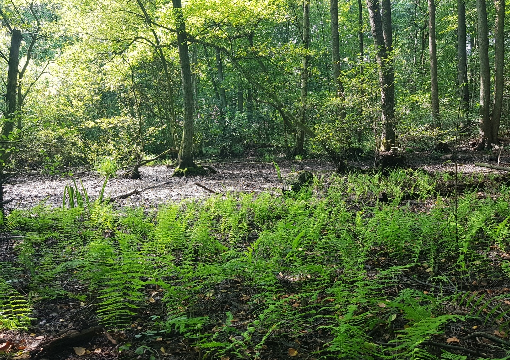 Eppendorfer Moor, Naturschutzgebiet