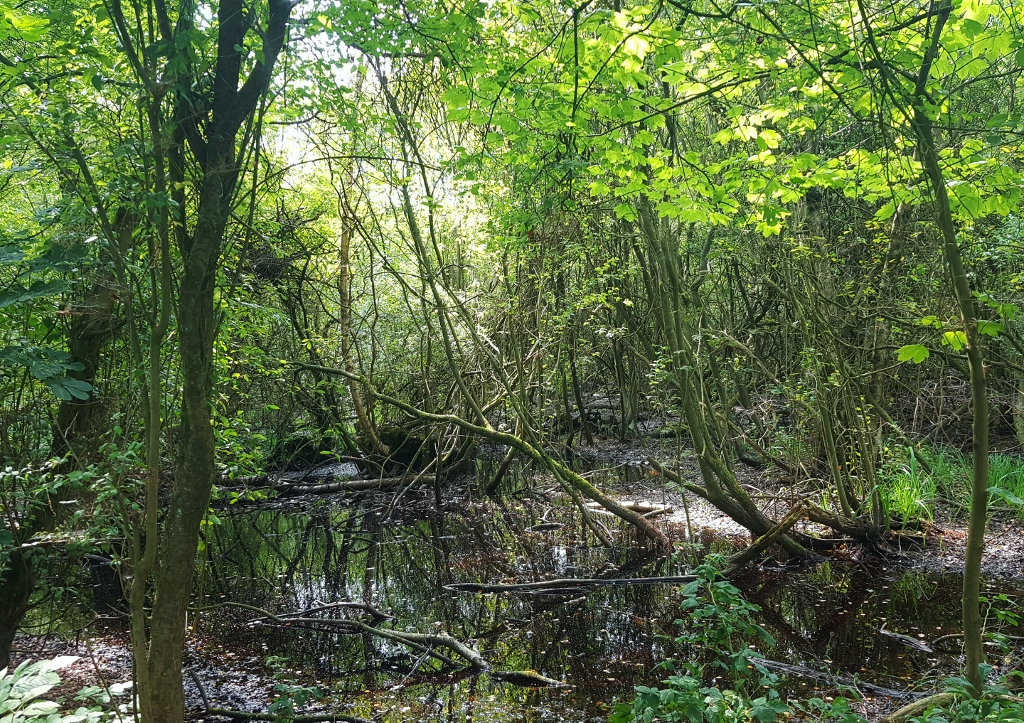 Eppendorfer Moor, Hamburg