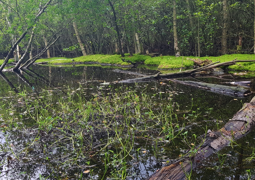 Eppendorfer Moor, Hamburg