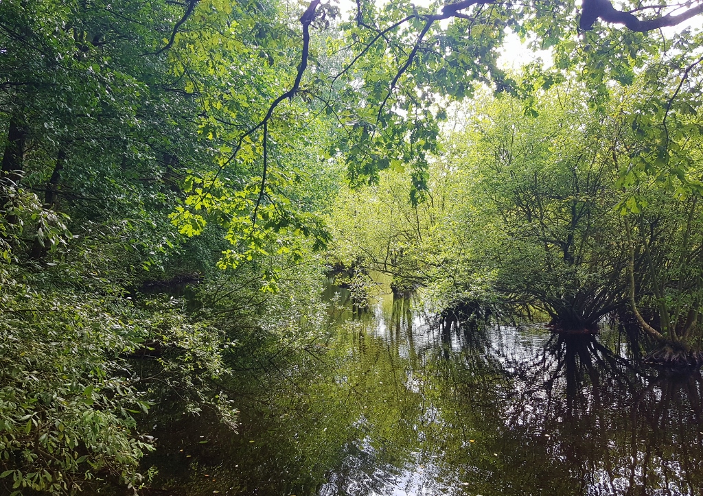 Moorlandschaft, Sumpf