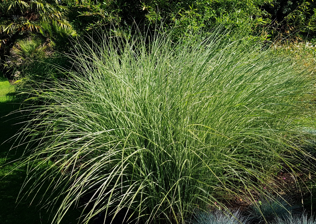 Segge, Carex, Sauergräser