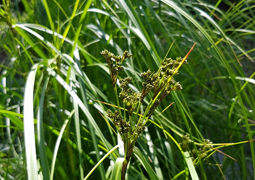 Simse, Scirpus, Zypergras-Simse