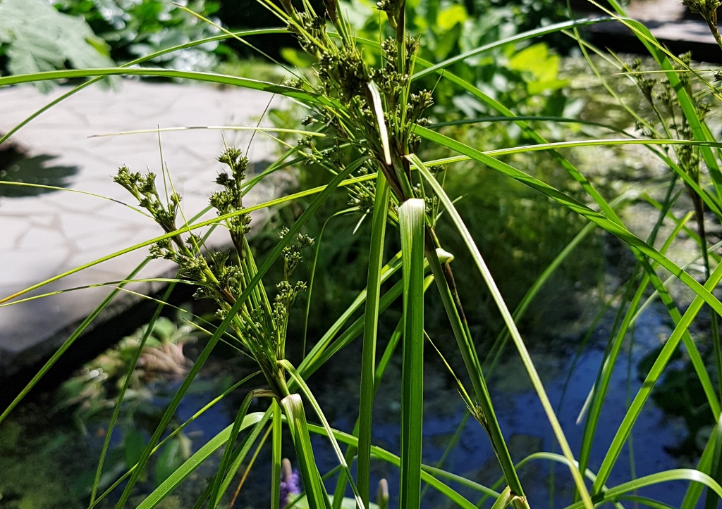 Simse, Scirpus, Zypergras-Simse