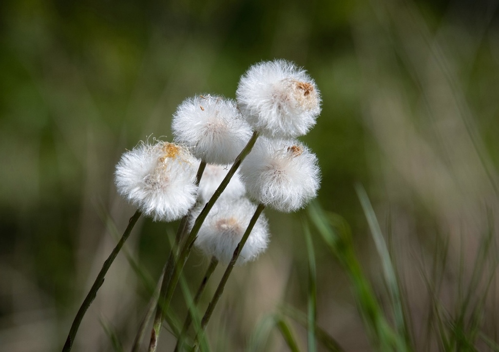 Wollgras, Eriophorum
