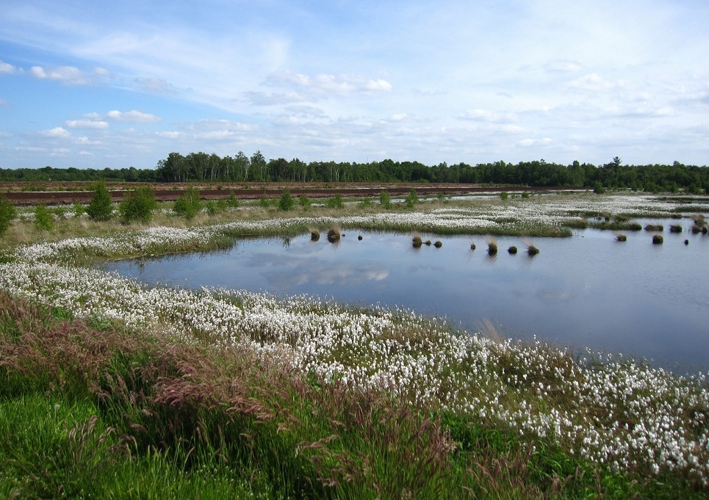 Wollgras, Moorlandschaft