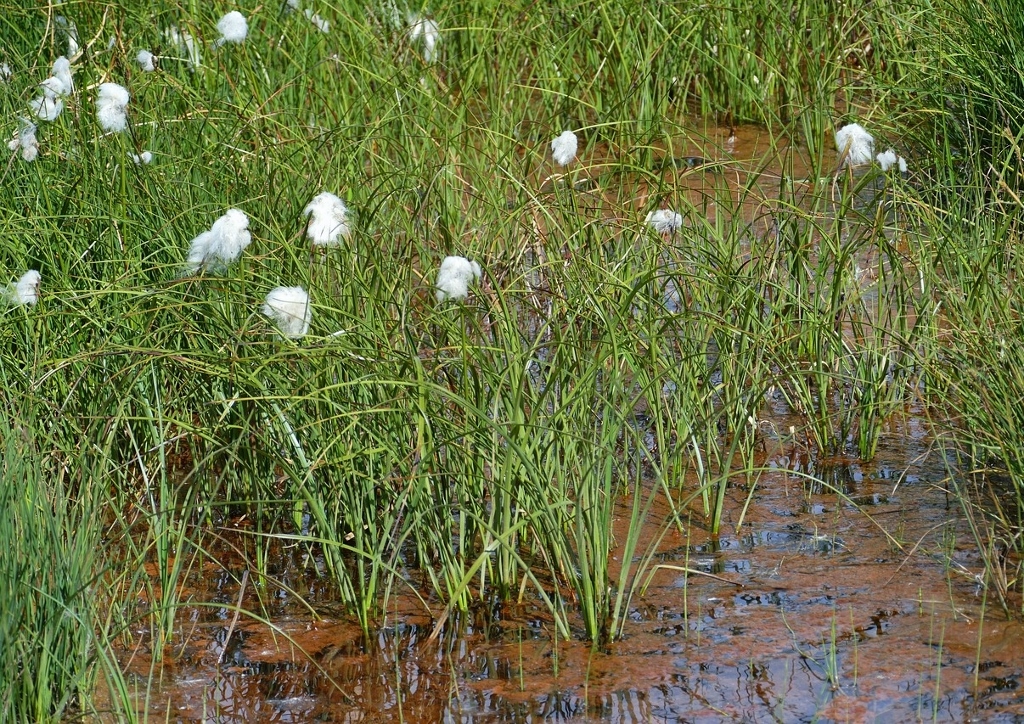 Wollgräser, Scheuchzers Wollgras, Eriophorum scheuchzeri