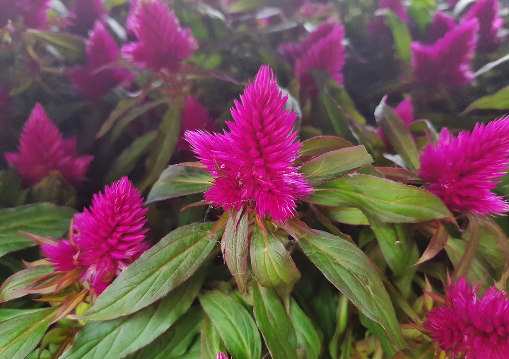 Brandschopf, Federbusch, Hahnenkamm, Celosia, Silber-Brandschopf, Celosia argentea