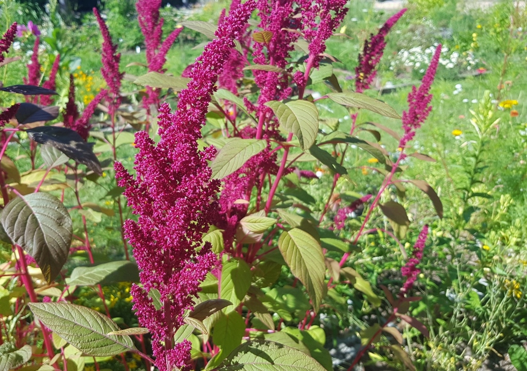 Fuchsschwanz, Amarant, Amaranth