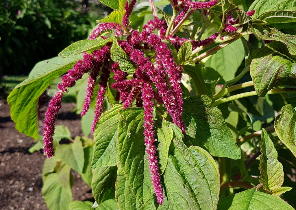 Kiwichi, Garten-Fuchsschwanz, Amaranthus caudatus