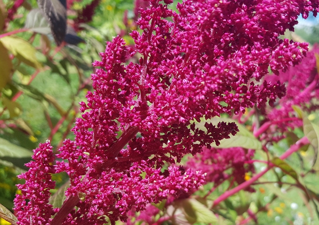 Fuchsschwanz, Amarant, Amaranth, Amaranthus