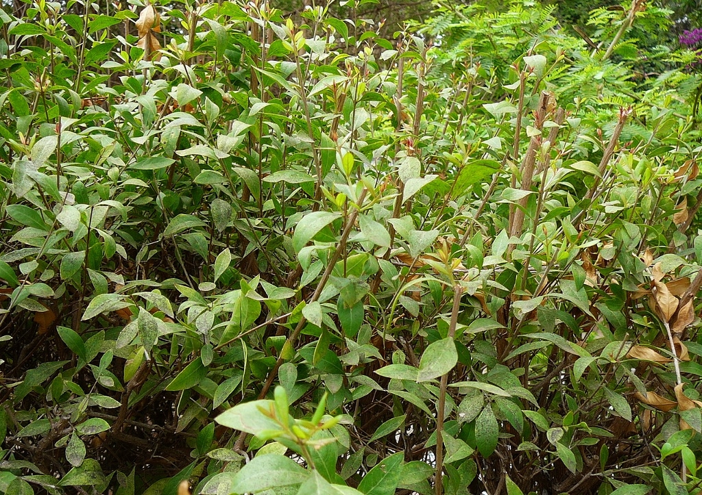 Hennastrauch, Lawsonia itermis