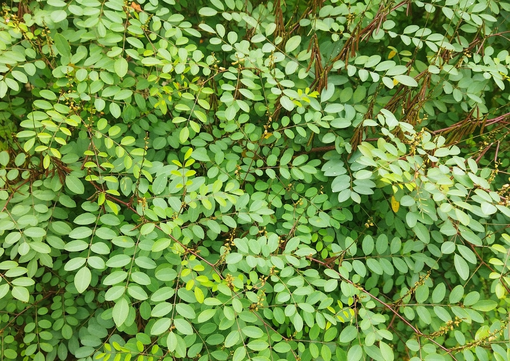 Indigopflanze, Indigofera tinctoria