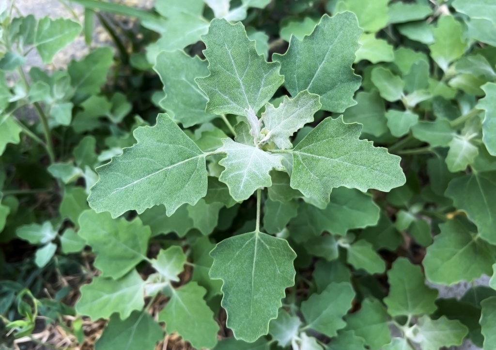 Melde, Atriplex, Gartenmelde, Atriplex hortensis