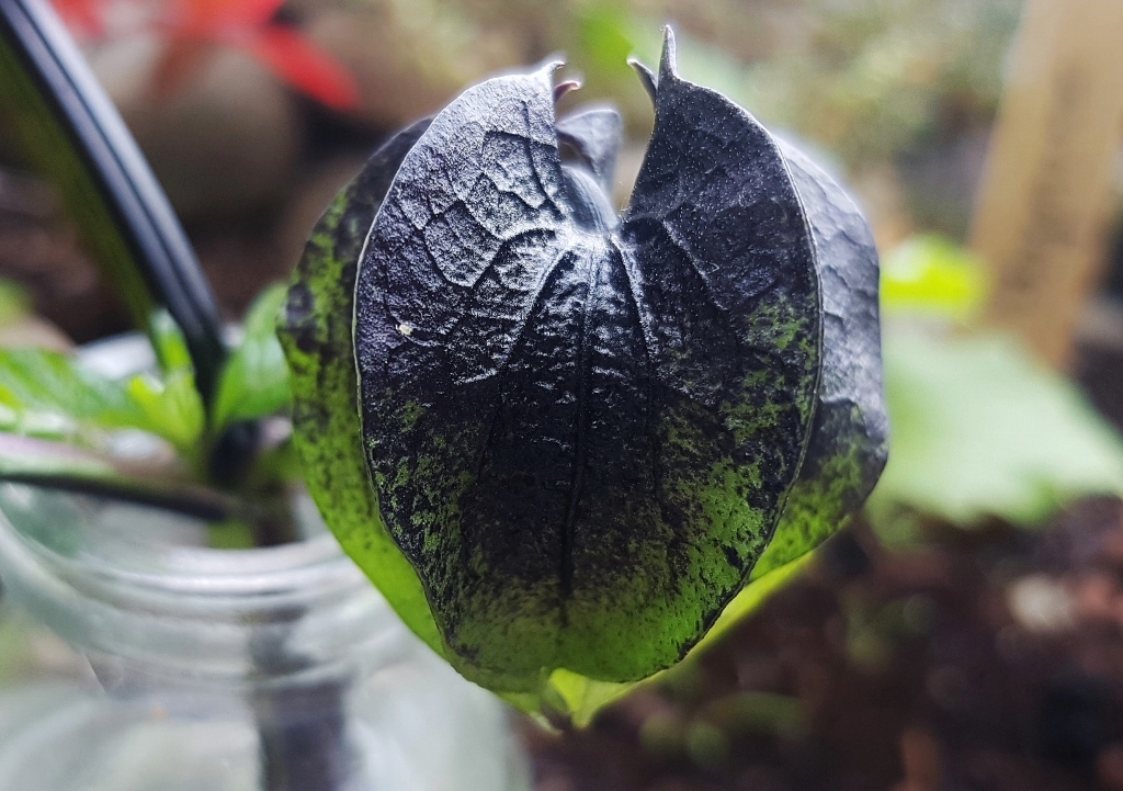 Giftbeere, Nicandra physalodes, Blaue Physalis