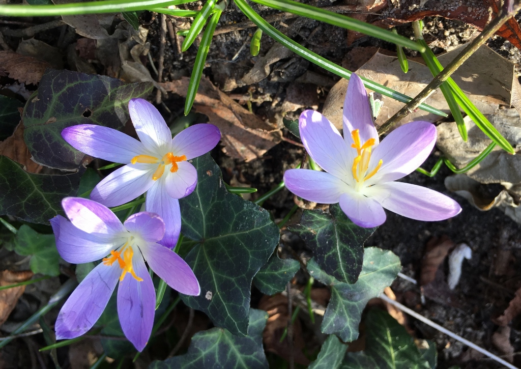 Herbstzeitlose, Colchicum autumnale, Glasgow Botanic Garden
