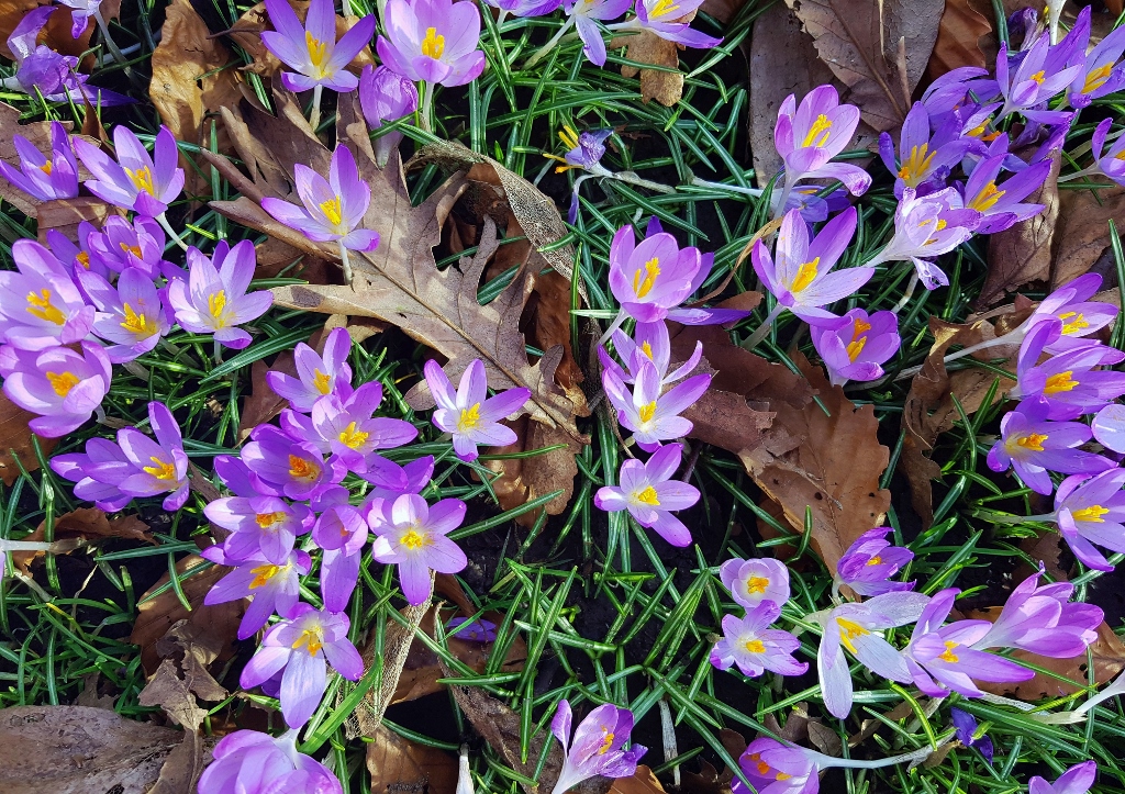 Herbstzeitlose, Colchicum autumnale, Glasgow Botanic Garden