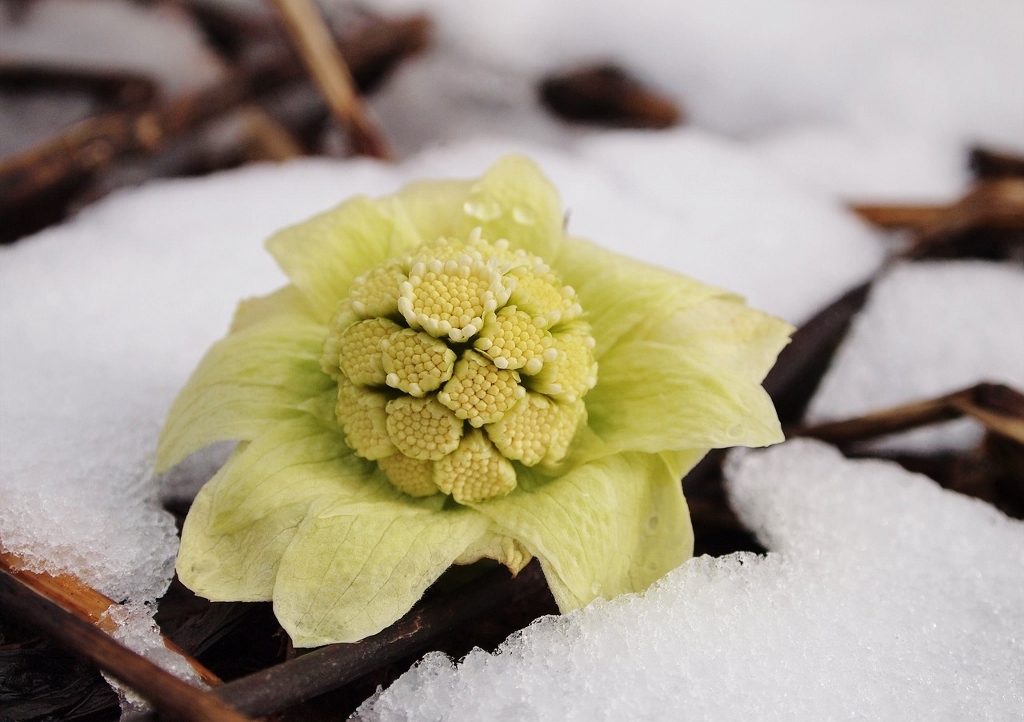 Japanische Pestwurz, Petasites japonicus