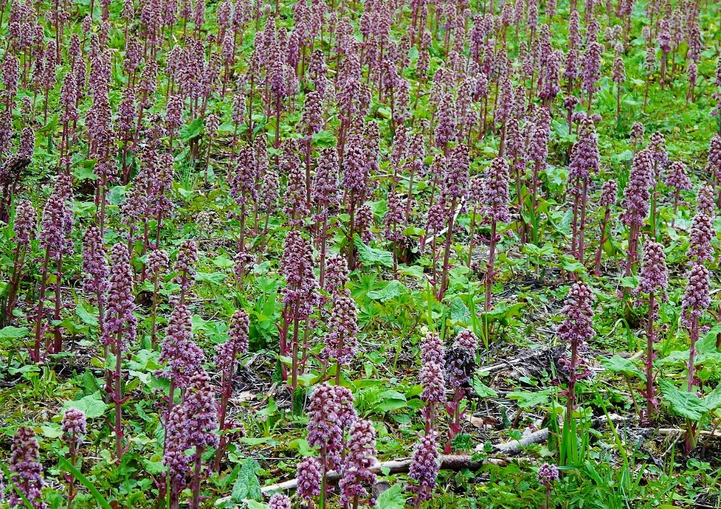 Pestwurz, Gewöhnliche Pestwurz, Petasites hybridus
