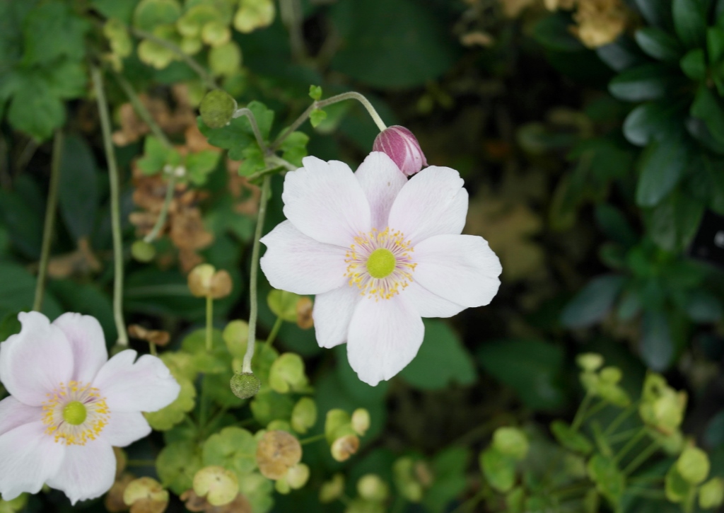 Christrose, Helleborus niger, Schneerose, Schwarze Nieswurz