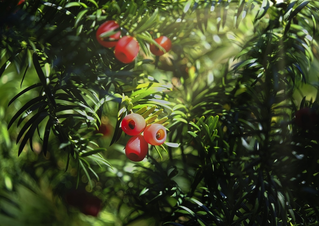 Eibe, Taxus