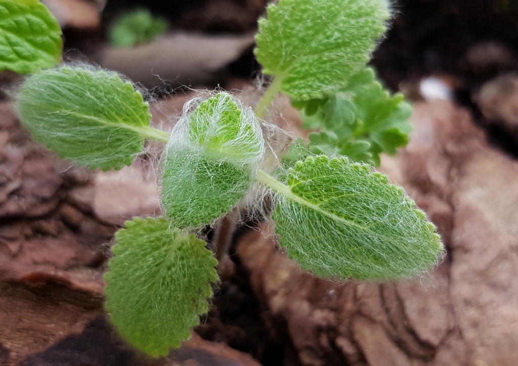 Muskatellersalbei, Salbei, Salvia, Salvia sclarea, Salbeiblätter