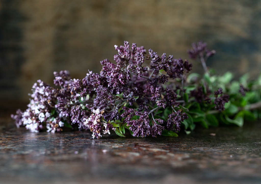 Oregano, Origanum
