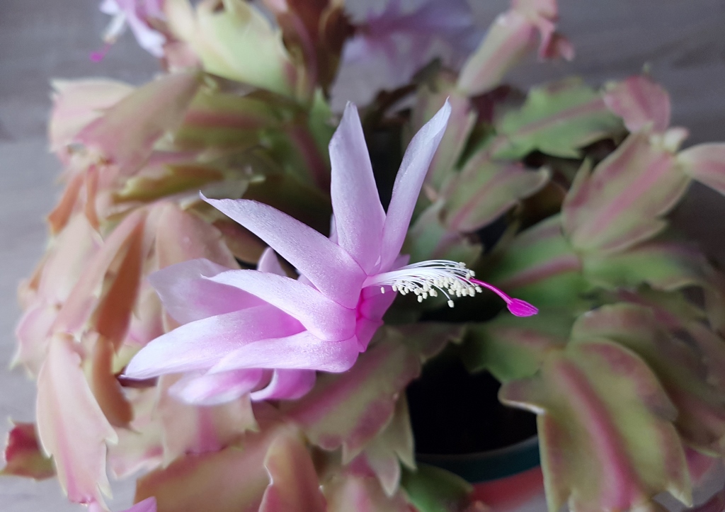 Weihnachtskaktus, Schlumbergera truncata, Schlumbergera x reginae, Swan Lake