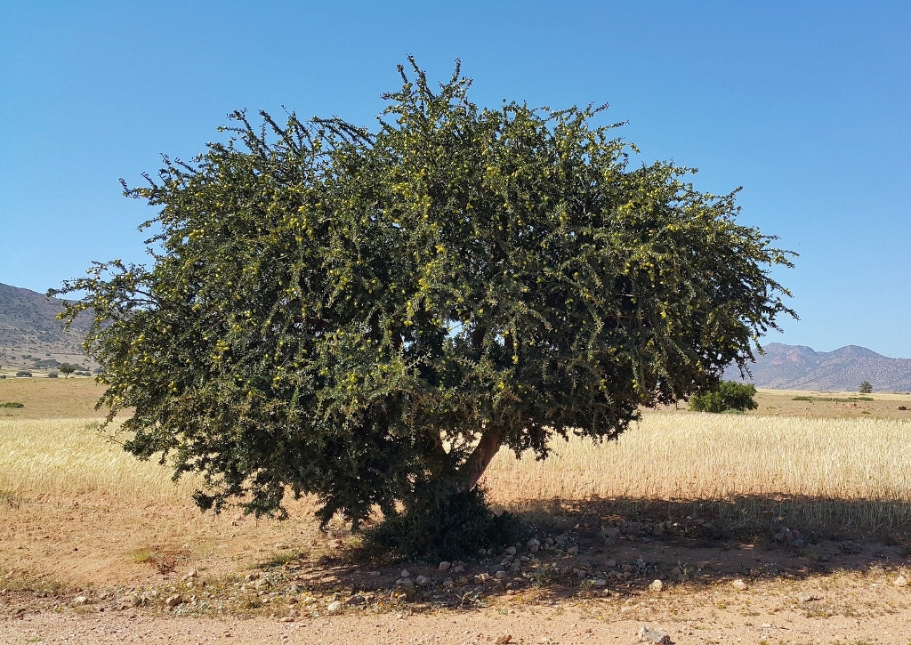 Arganbaum, Arganie, Argania spinosa