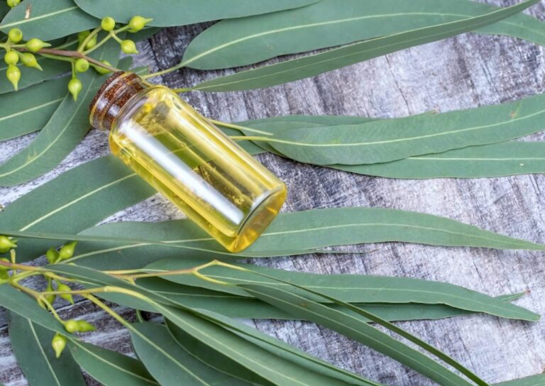 Eukalyptus Öl Natürlich – 100 % Rein, ätherisches Öl Für Duftlampe, Bad & Aromatherapie