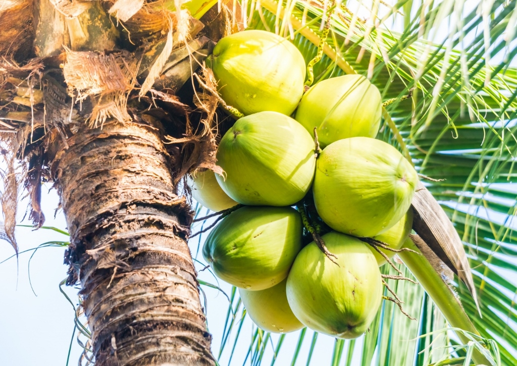 Kokospalme, Kokosnüsse