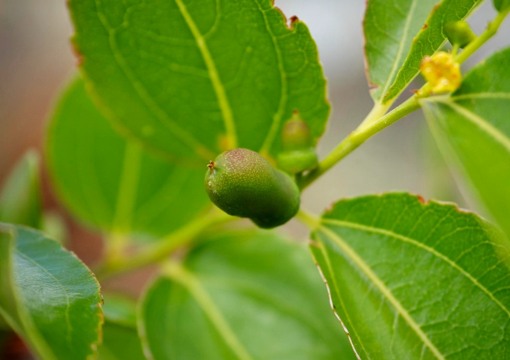 Jojobastrauch, Jojobafrucht, Simmondsia chinensis