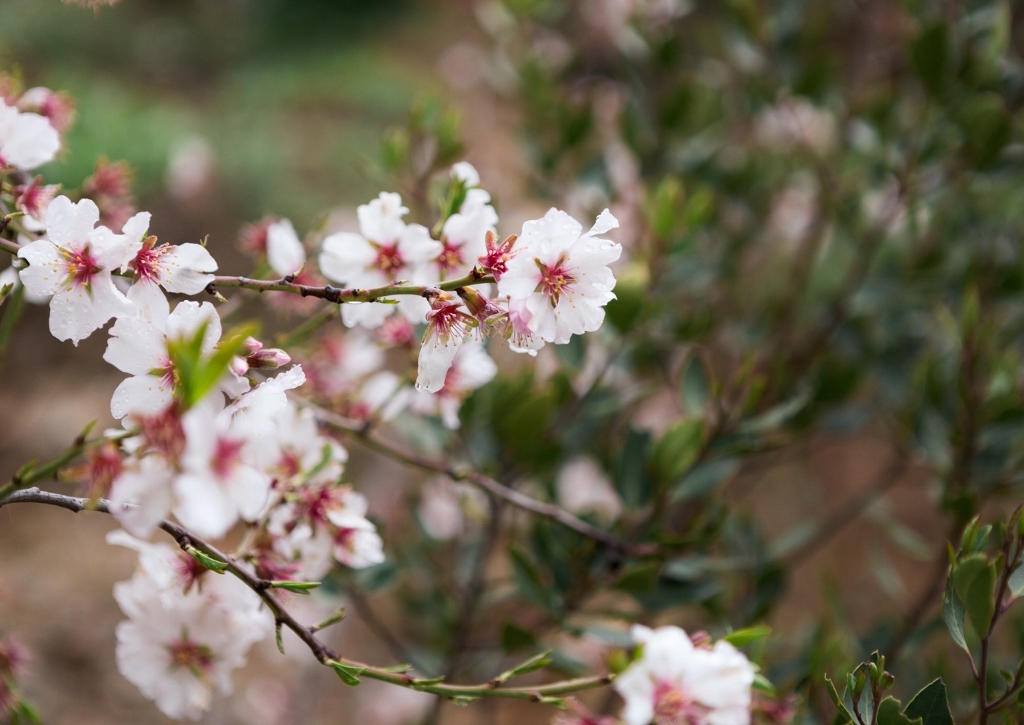 Mandel, Mandelbaum, Mandelblüte, Prunus dulcis