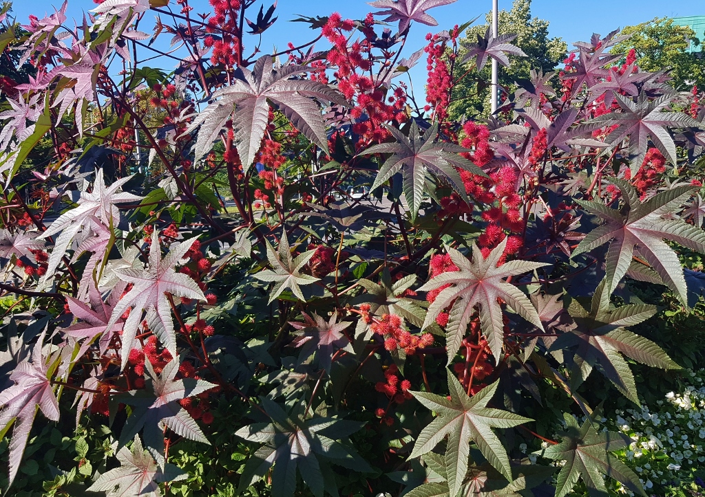 Rizinus, Ricinus communis, Wunderbaum