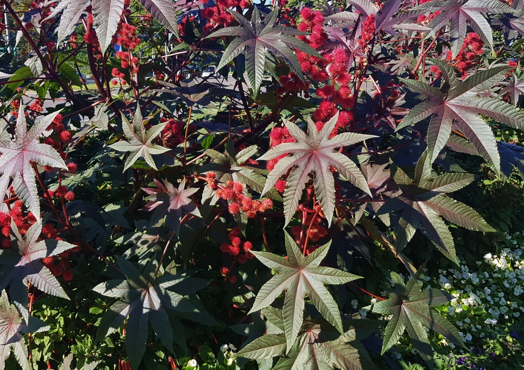 Rizinus, Ricinus communis, Wunderbaum