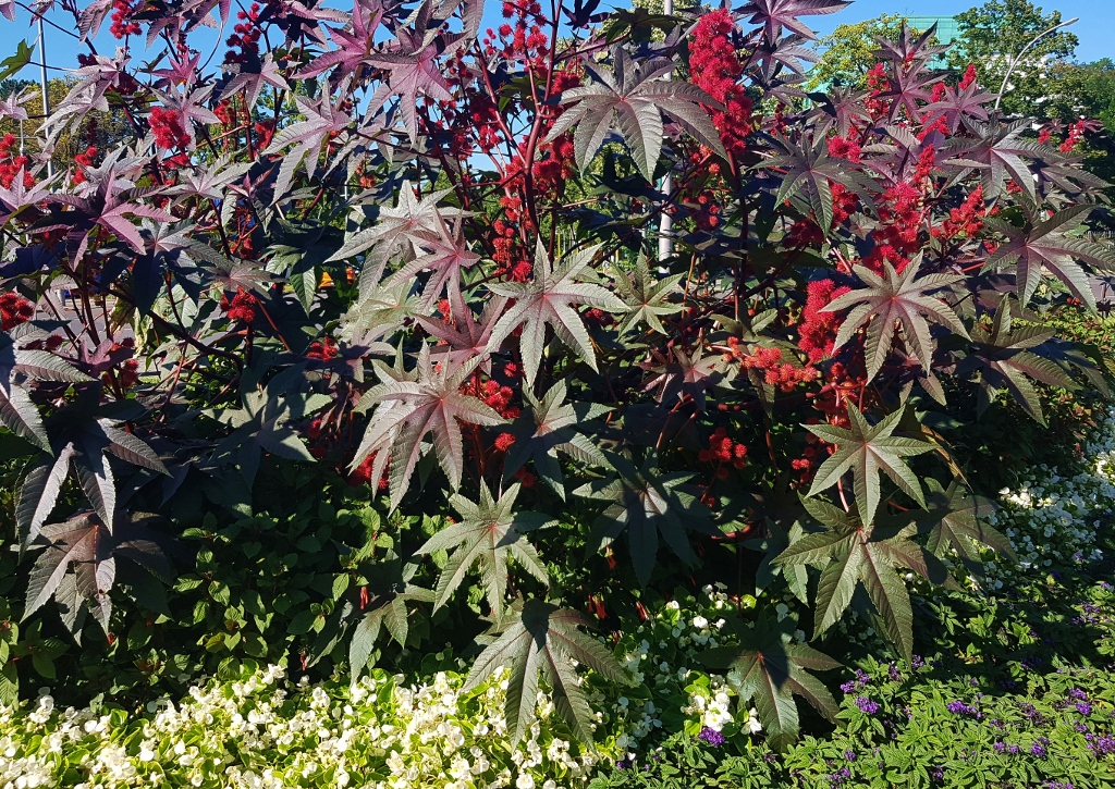 Rizinus, Ricinus communis, Wunderbaum