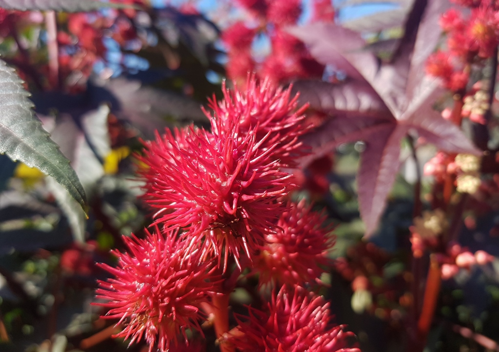 Rizinus, Ricinus communis, Wunderbaum