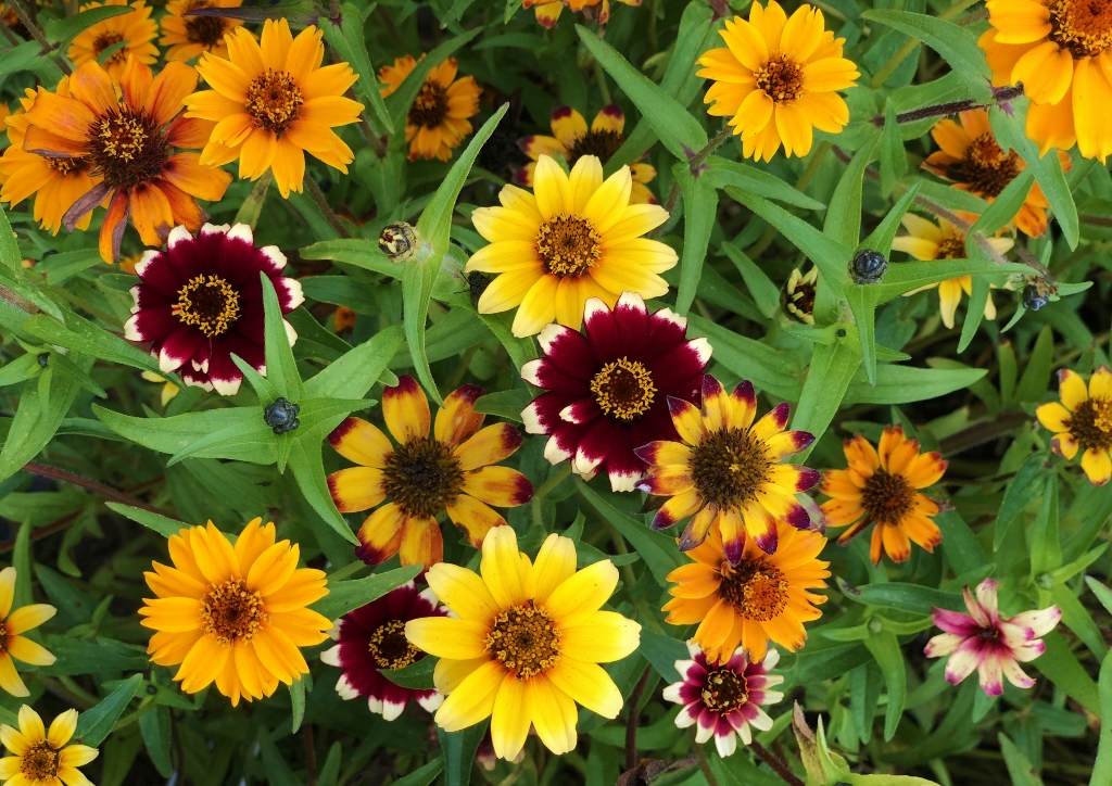 Sommerblumen