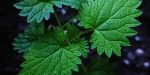 Brennnessel, Brennnesseln, Urtica, Brennnesseljauche